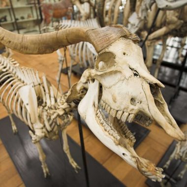 Tourisme, sorties et loisirs pour les groupes à Maisons-Alfort et Alfortville