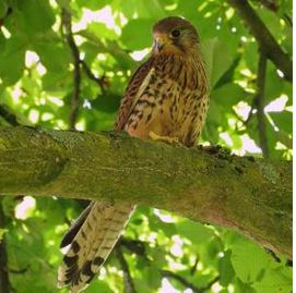 Visite guidée : Les oiseaux du Bois de Vincennes