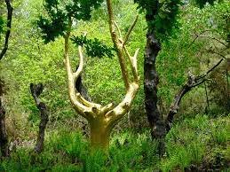 Visite virtuelle la forêt de Brocéliande