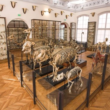 Visite guidée du Musée Fragonard de l’ENVA