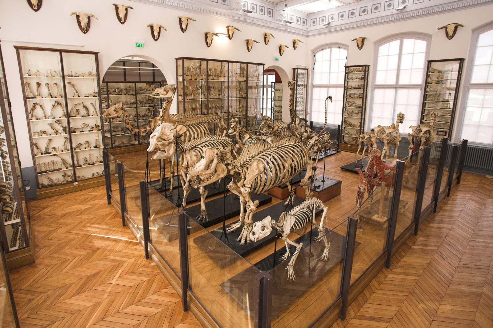 Visite guidée du Musée Fragonard de l’ENVA - 0