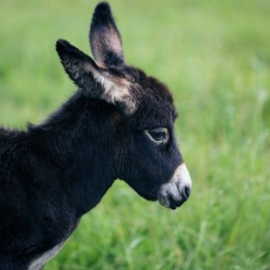 Balades découverte dans la plaine des Bordes