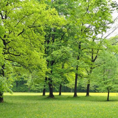 Parc départemental