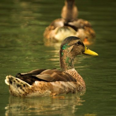 Balade Nature et Ornithologique au Lac de Créteil