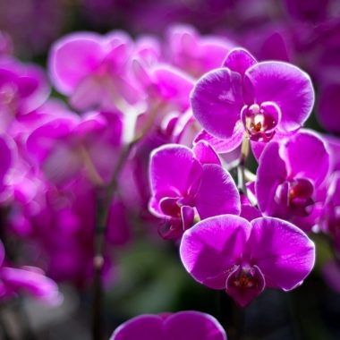 Visite guidée des Serres d’Orchidées Vacherot Lacoufle