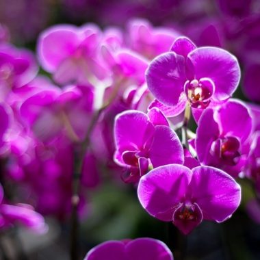 Circuit journée : visite du châteaux de Champs-sur-Marne déjeuner et visite des Serres orchidées