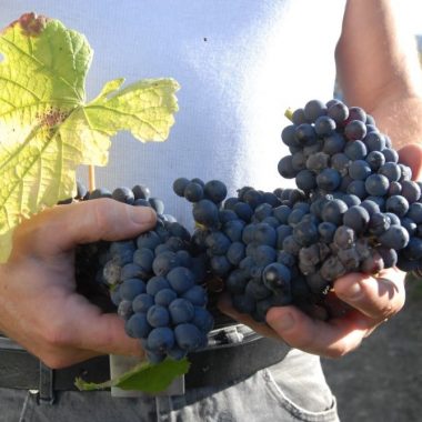 Balade – dégustation : le Plateau et les Vignes du Côteau à Champigny