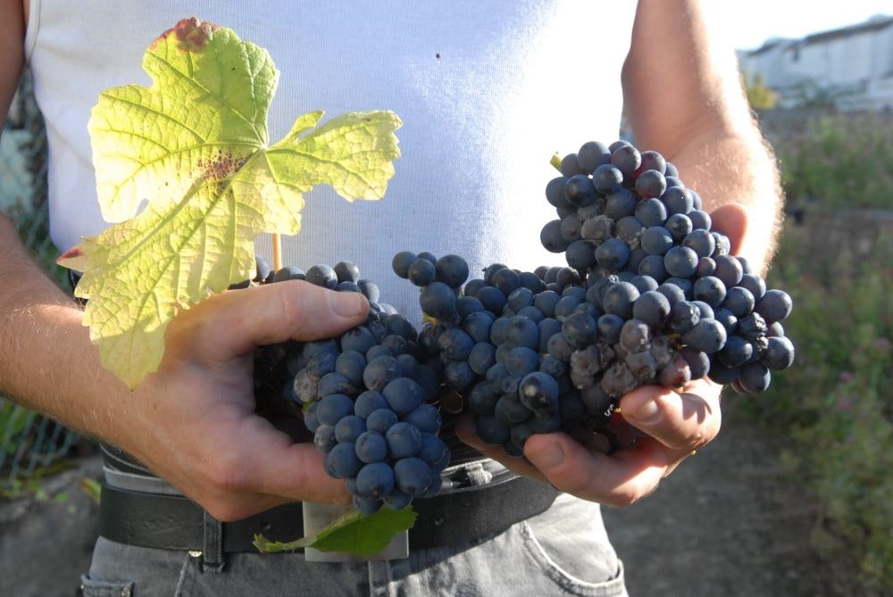 Balade – dégustation : le Plateau et les Vignes du Côteau à Champigny - 0