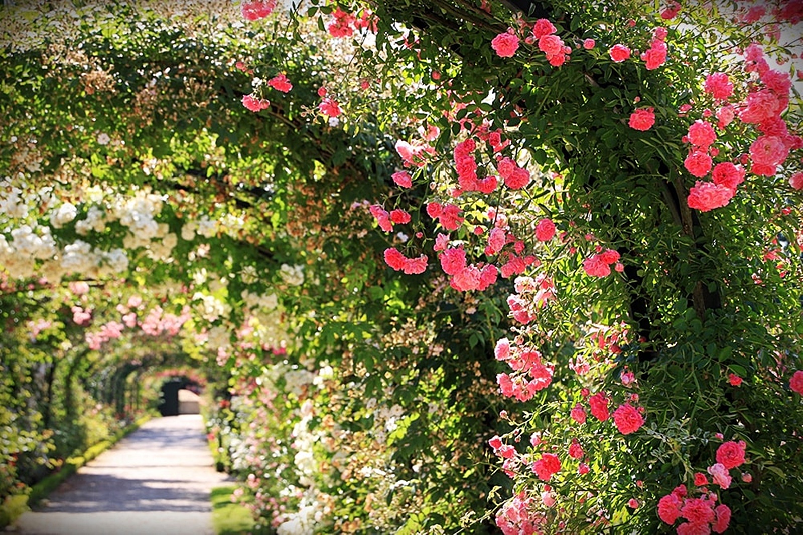 roseraie val de marne arche roses