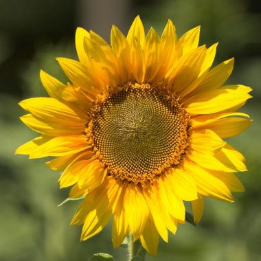 Initiatives solidaires face au Covid-19