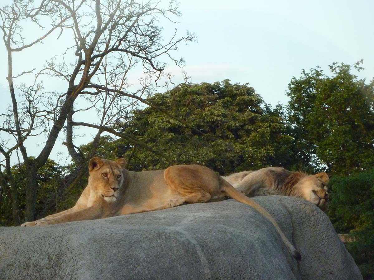 lions zoo vincennes