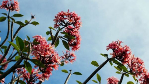 Le top 5 des plus beaux jardins à visiter en Val-de-Marne