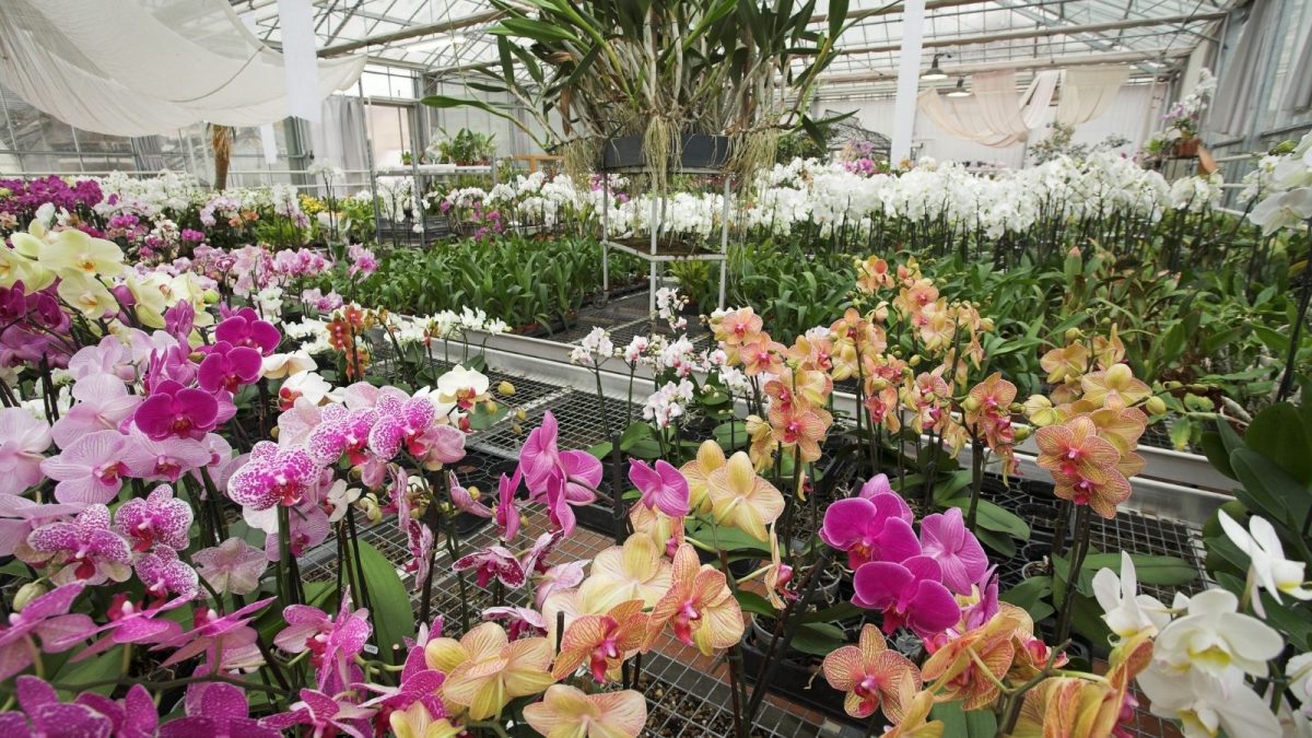 visite des serres d'orchidées Vacherot & Lecoufle