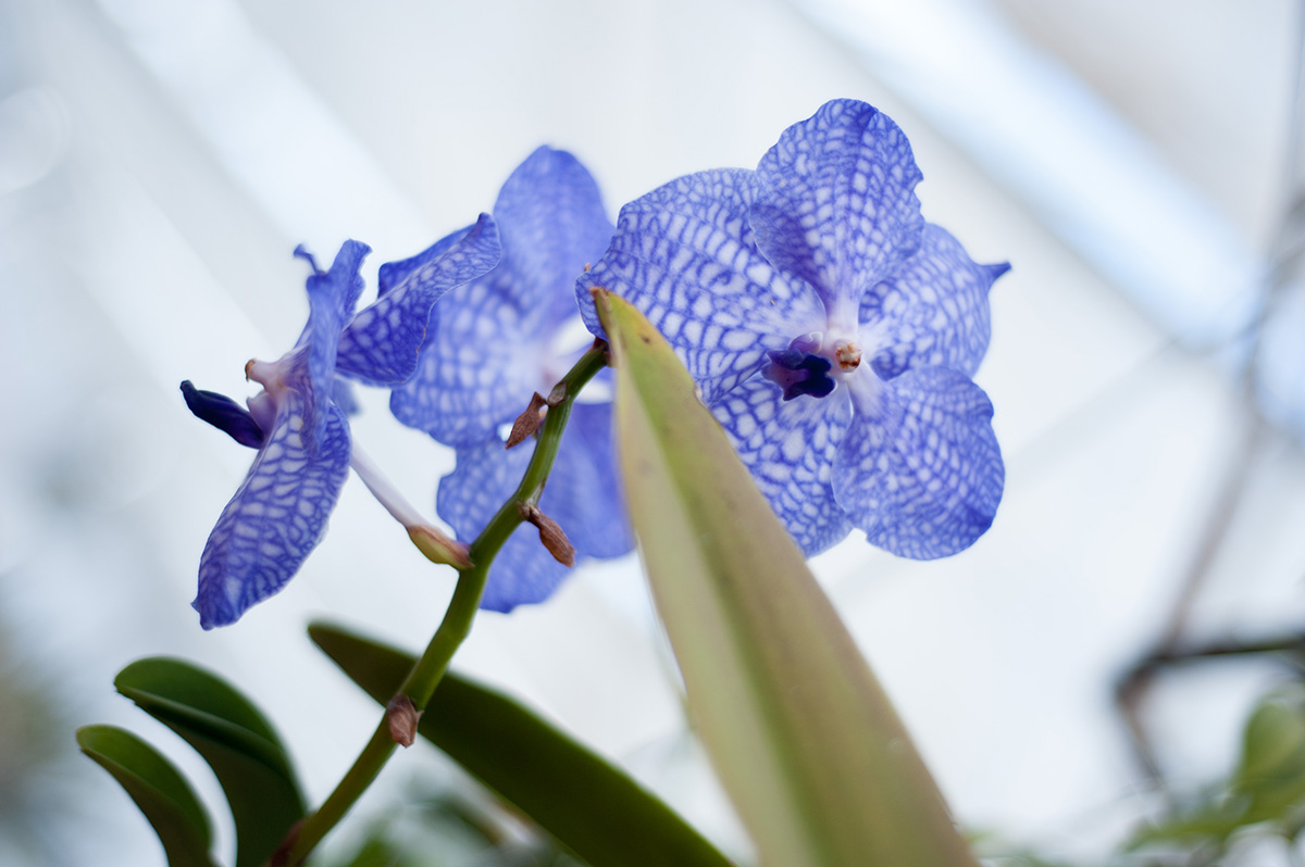 Visite des serres d’orchidées Vacherot Lecoufle