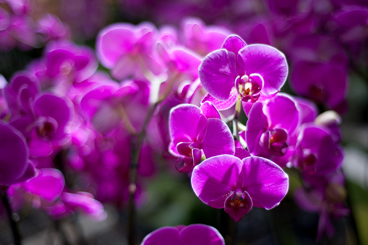Visite des serres d’orchidées Vacherot Lecoufle