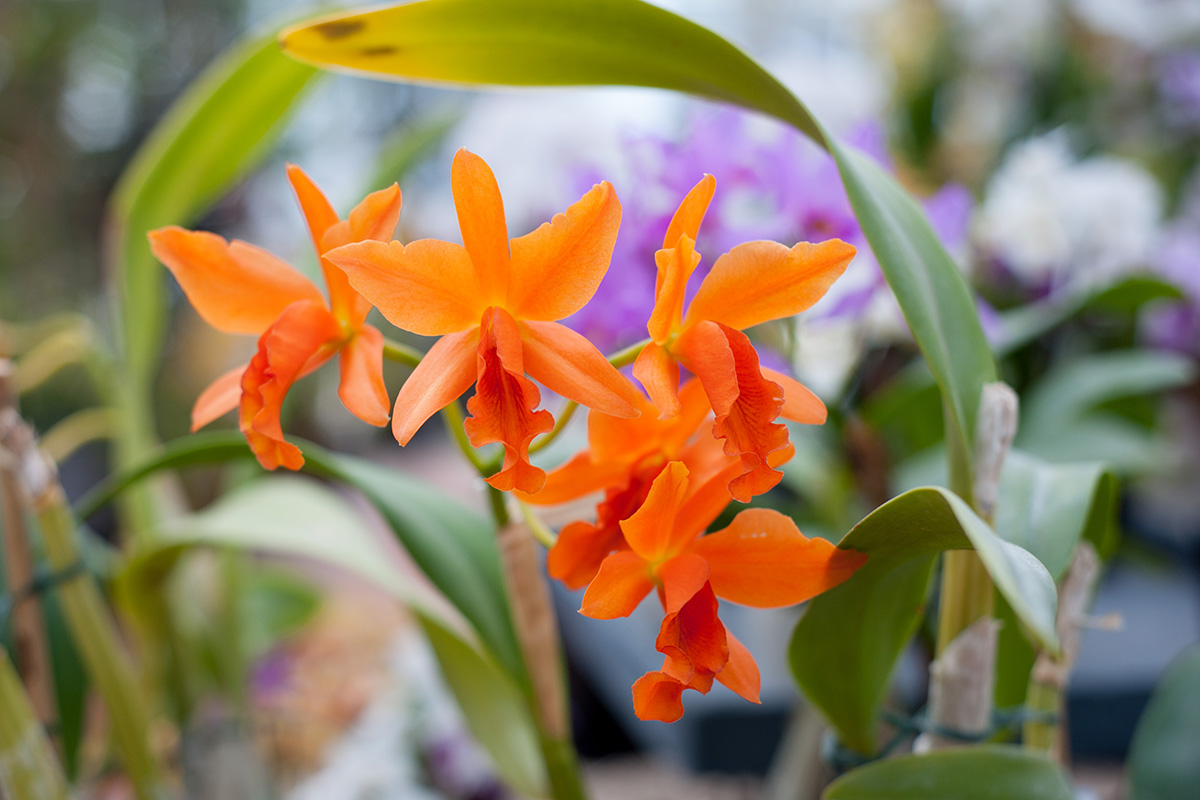 Visite des serres d’orchidées Vacherot Lecoufle