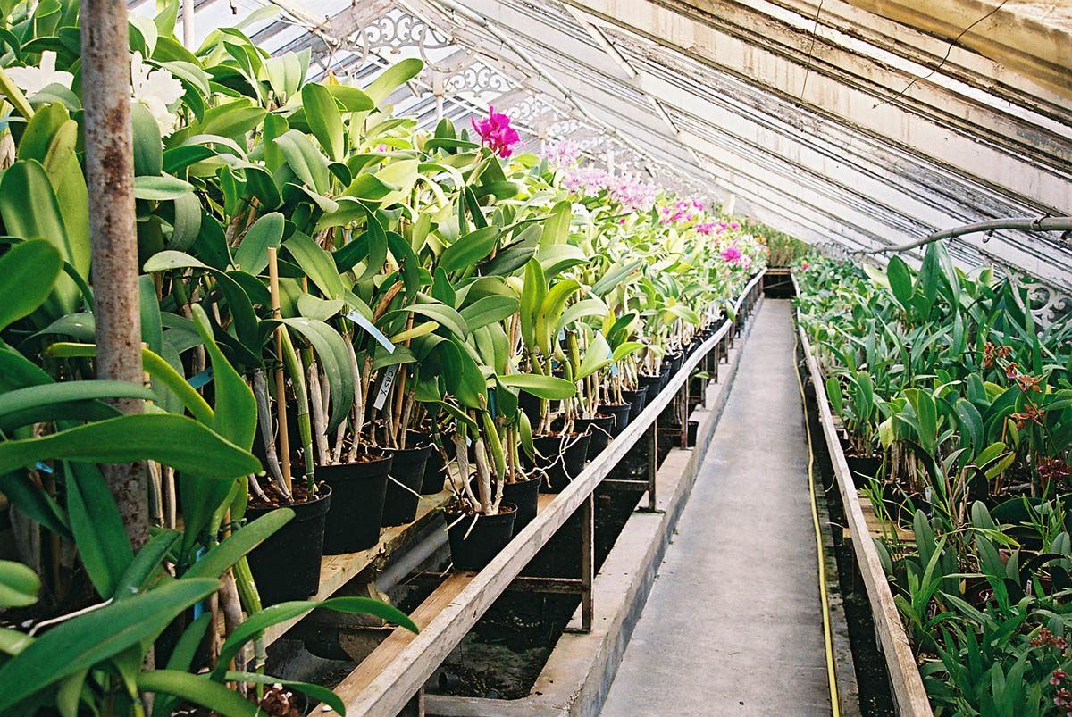 orchidées vacherot lecoufle boissy saint léger en val de marne