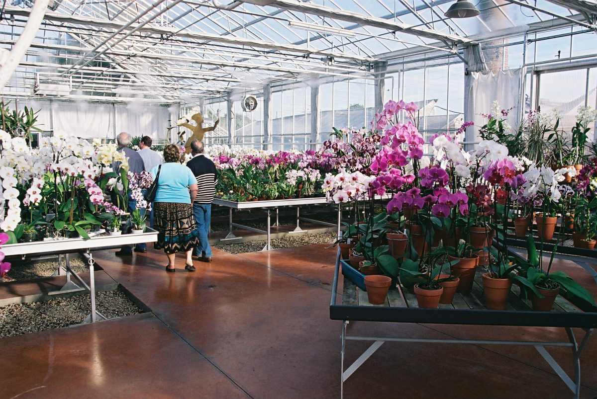 La serre d'orchidées Vacherot & Lecoufle