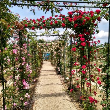 chemin roses roseraie val de marne