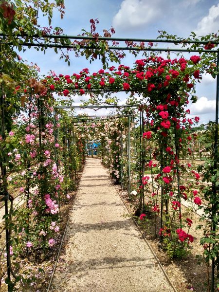 chemin roses roseraie val de marne