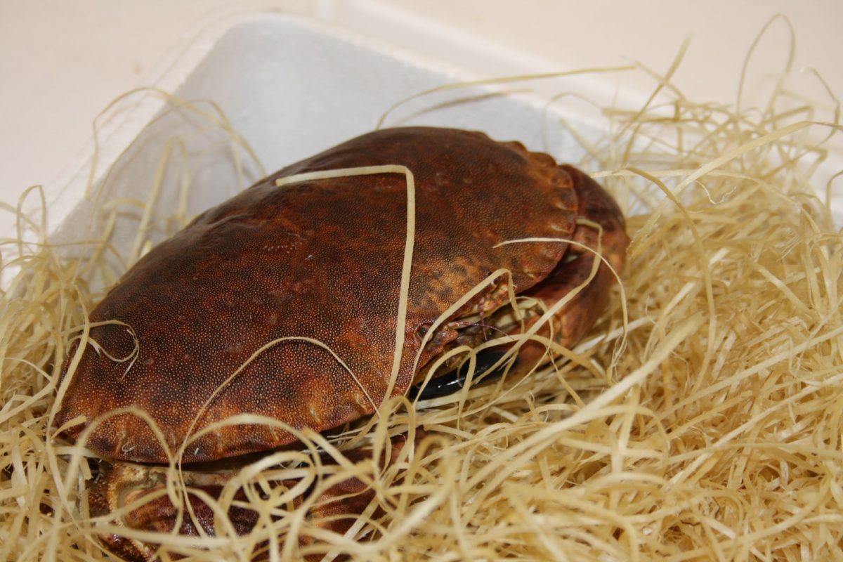 crabe mer marche rungis