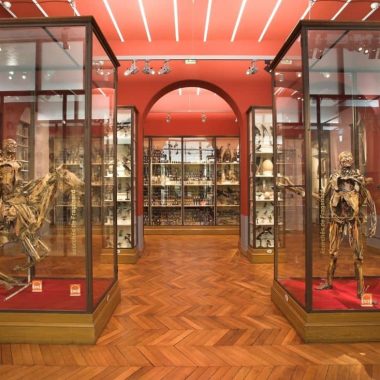 MUSÉE FRAGONARD DE L’ÉCOLE NATIONALE VÉTÉRINAIRE D’ALFORT