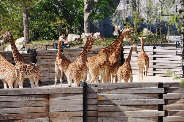 Girafes du Zoo de Vincennes