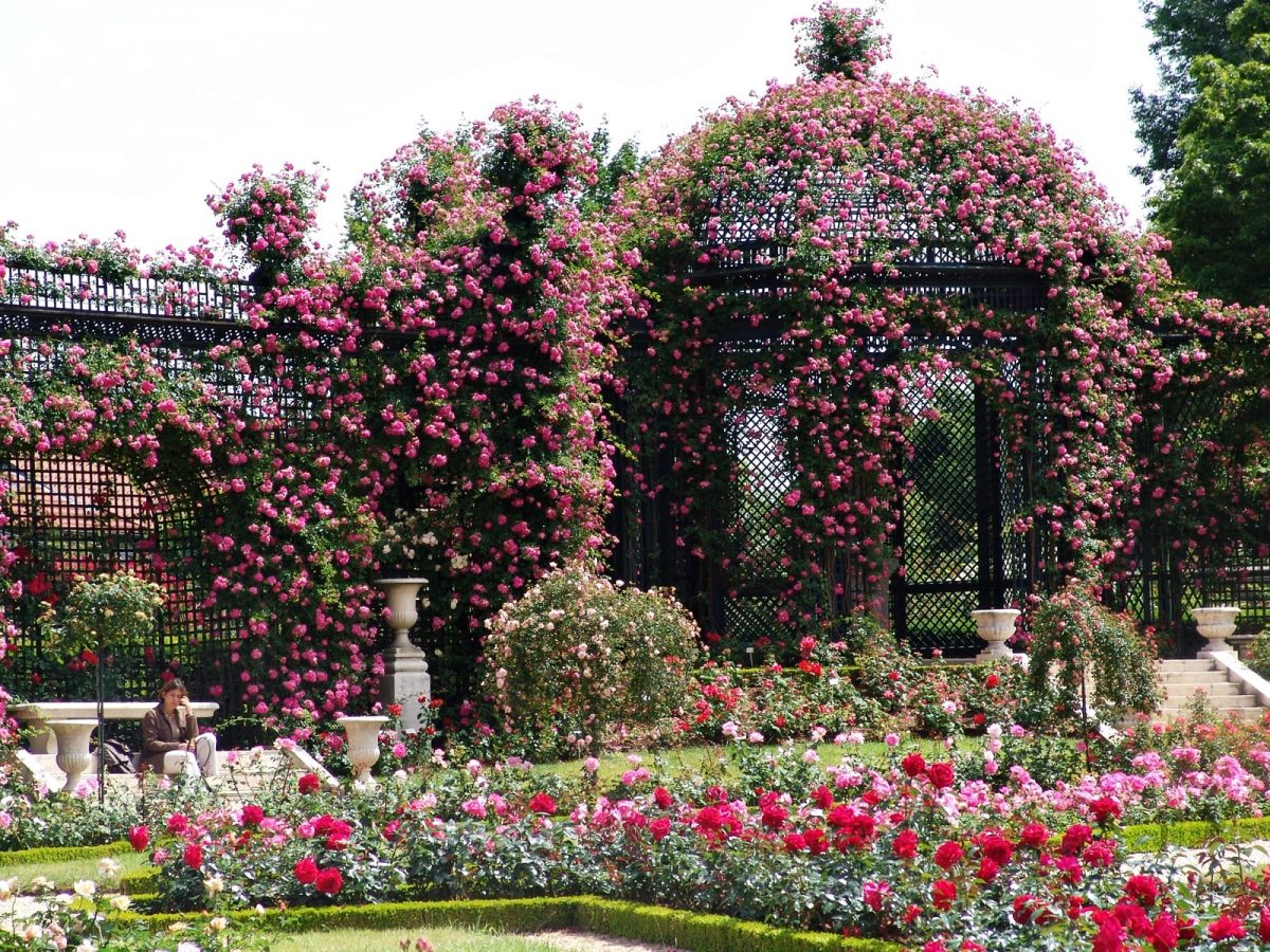 jardin roses roseraie val de marne