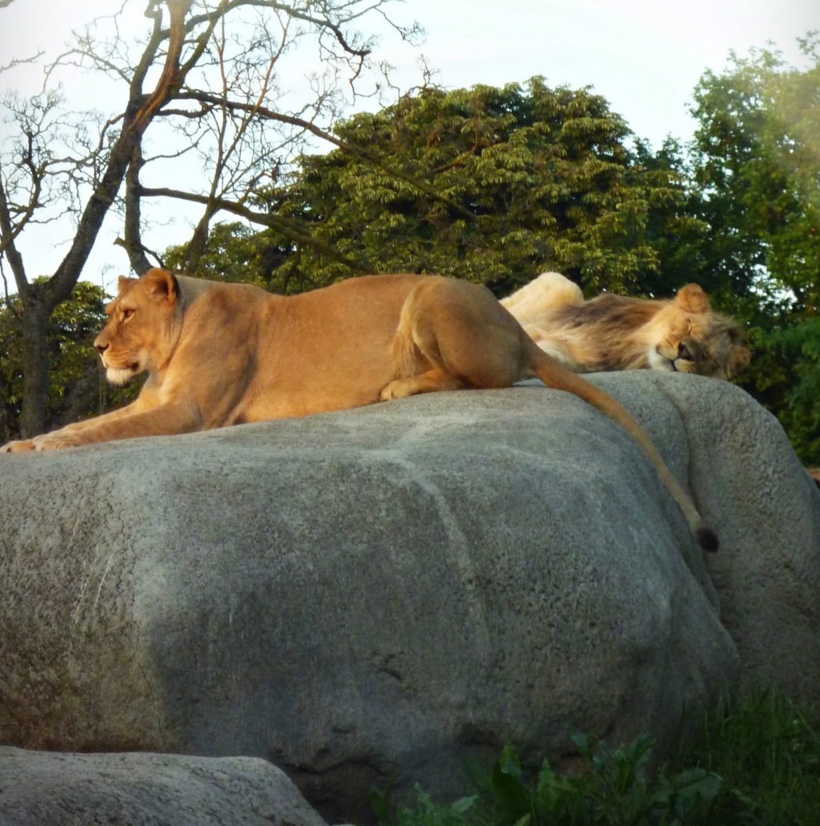 lions zoo vincennes parc zoologique paris