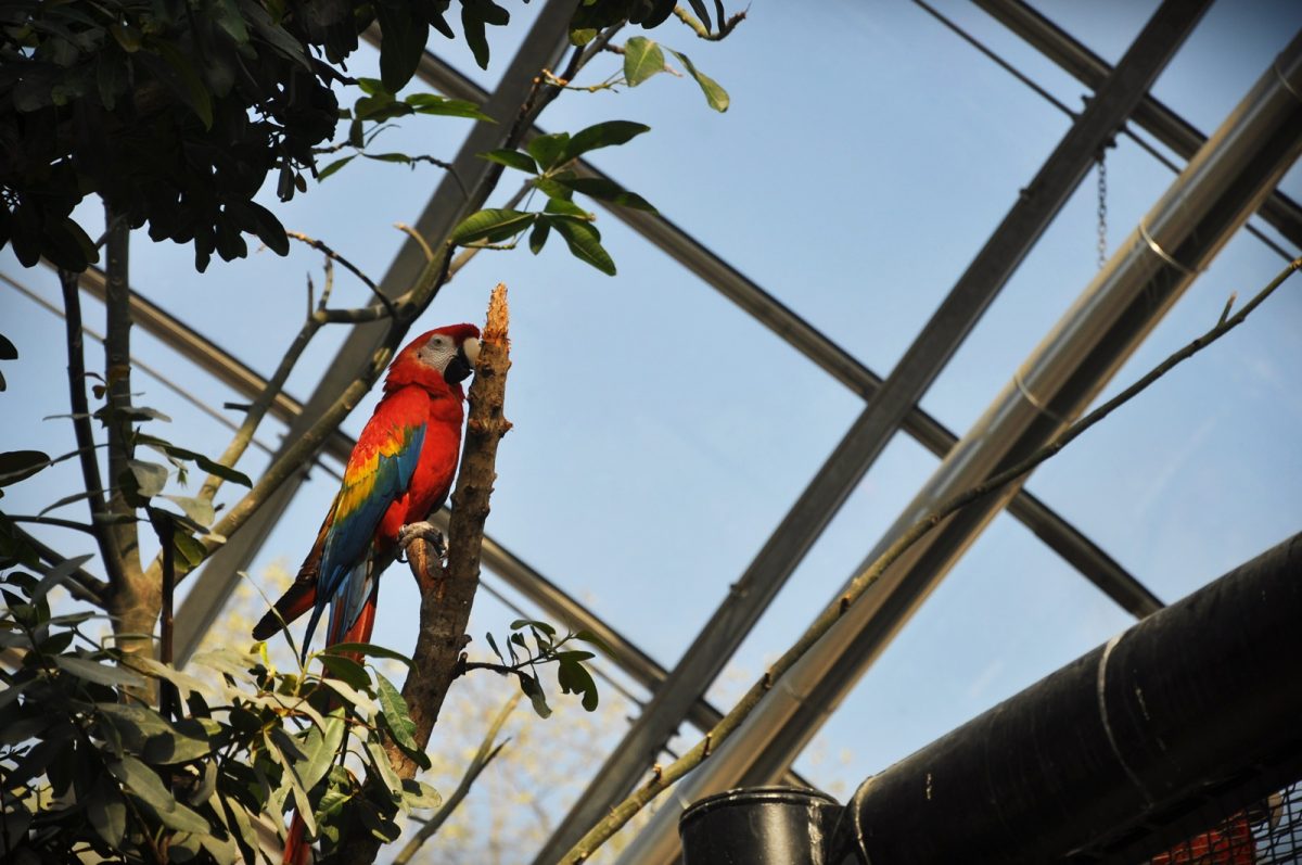 perroquet oiseau zoo vincennes parc zoologique paris