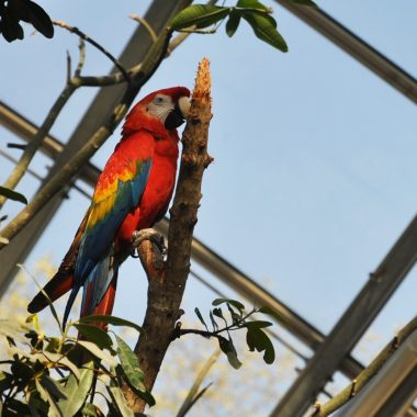 perroquet oiseau zoo vincennes parc zoologique paris