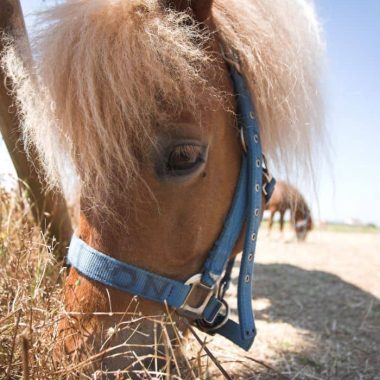 TROTTIN – PONEY AU LAC DAUMESNIL