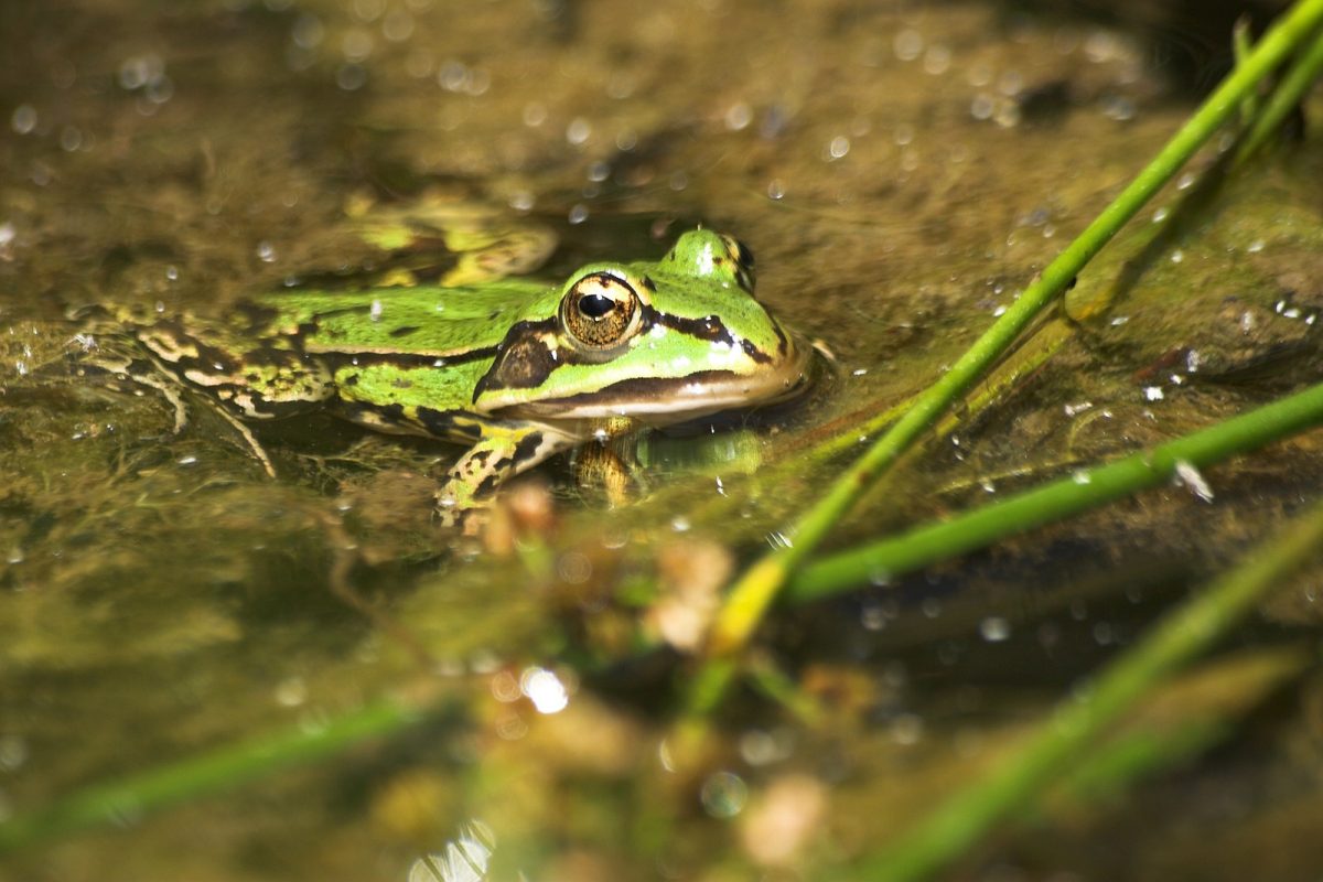 grenouille domaine marmousets foret notre dame