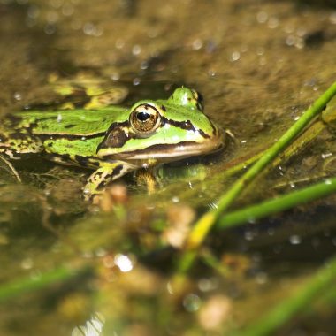 grenouille domaine marmousets foret notre dame