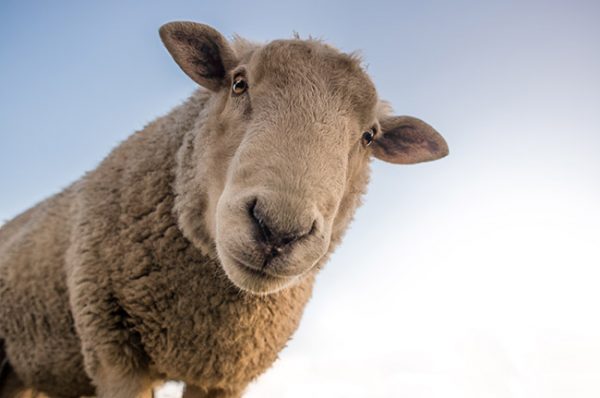 Les Parcs Animaliers Et Fermes P dagogiques En Val de Marne Les Parcs Animaliers Et Fermes P dagogiques En Val de Marne