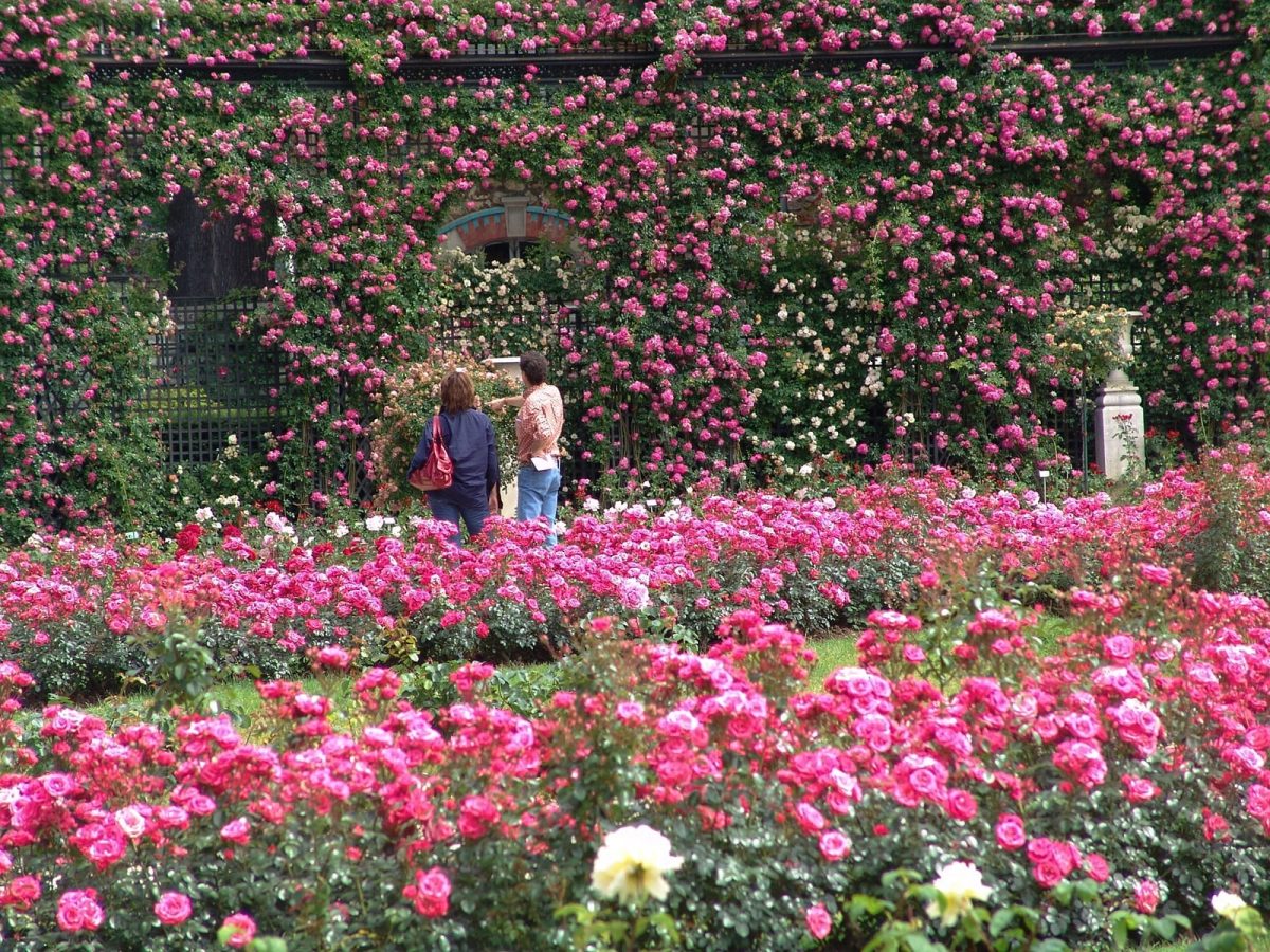 roses roseraie val de marne