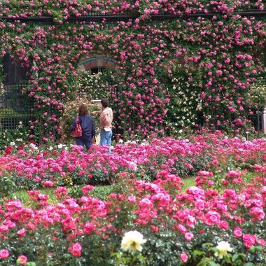 roses roseraie val de marne