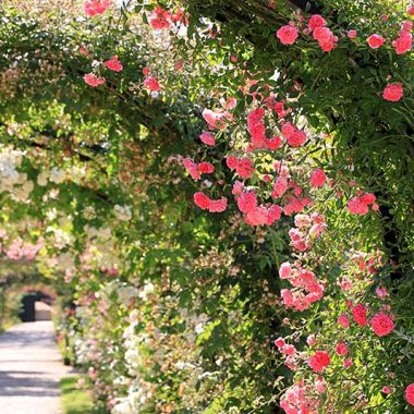 arche fleurs roseraie val de marne