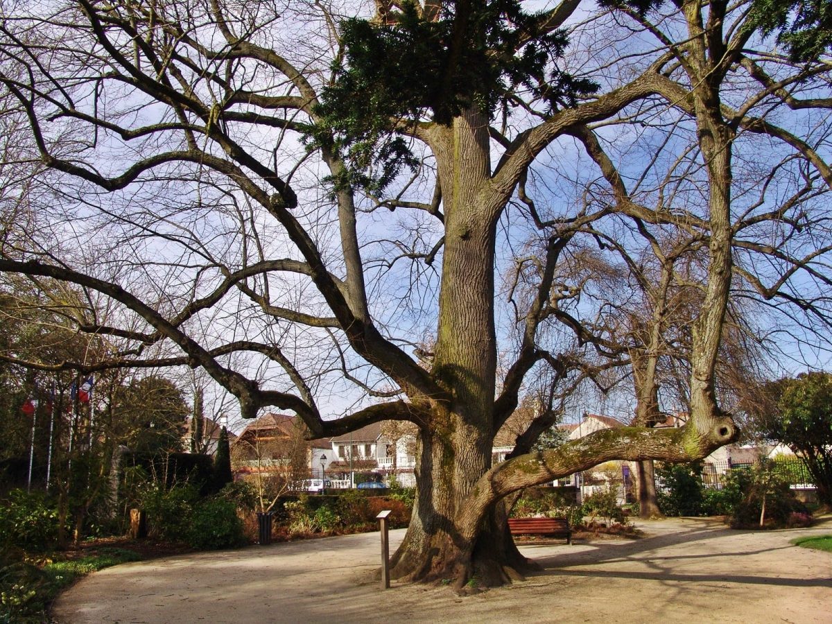 arbre parc rungis