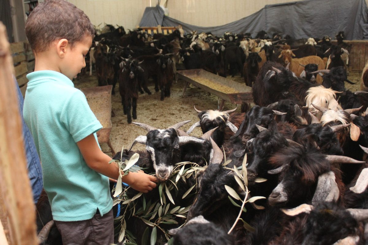 Enfant à la ferme