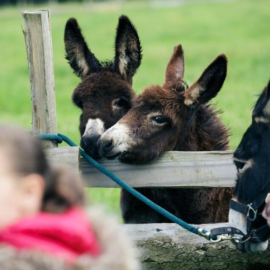 Que faire à Chennevières-sur-Marne ?