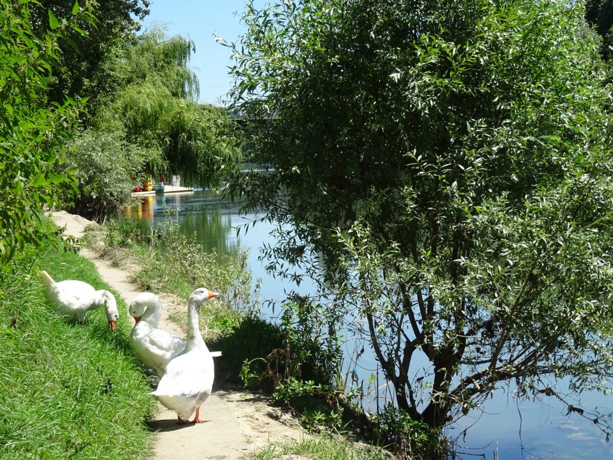 Les oies des Bords de Marne