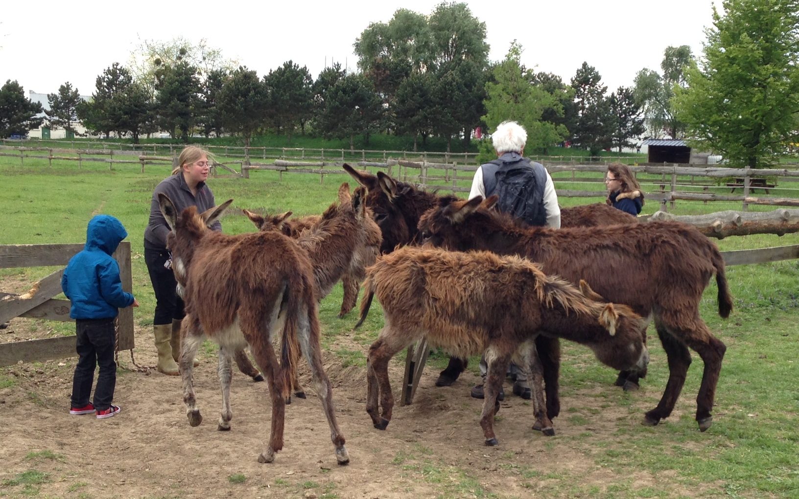 Elevage ânesses laitières