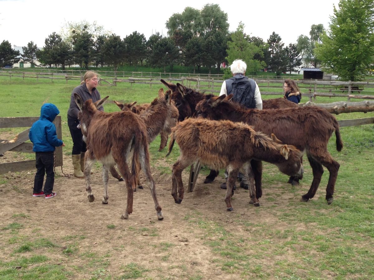 Ânesses laitières de la Plaine des Bordes
