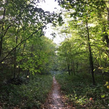 La Forêt domaniale de la Grange