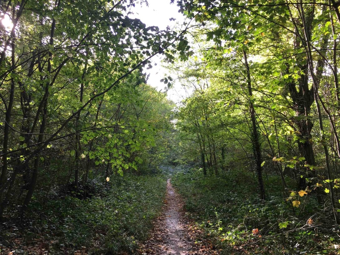 Chemin en terre au milieu des arbres de la Forêt de la Grange
