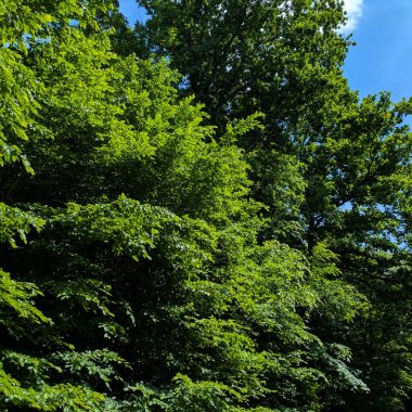 Le Massif de l’Arc Boisé