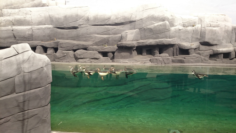 Les manchots de Humboldt du Parc Zoologique de Paris dans leur bassin