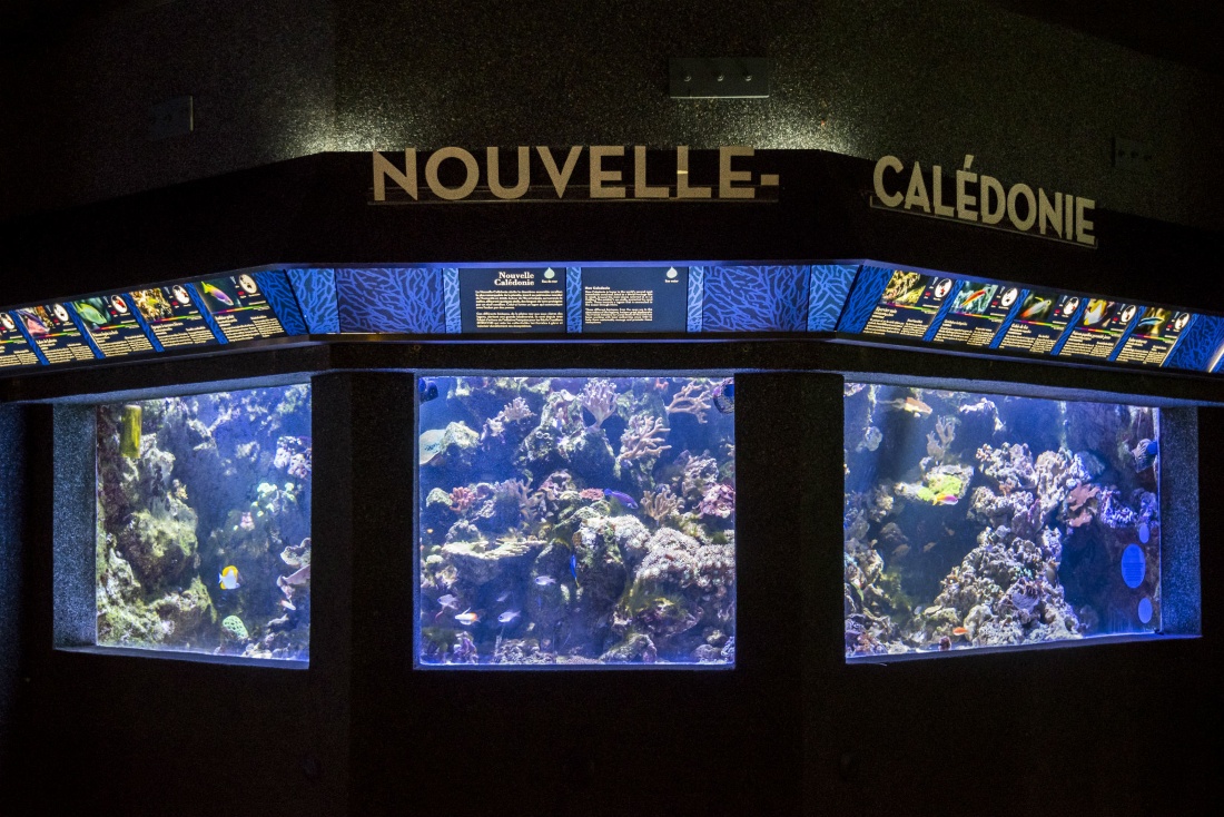 Section "Nouvelle-Calédonie" de l'Aquarium tropical du Palais de la Porte Dorée
