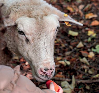 La ferme pédagogique d’Orly vous ouvre ses portes…